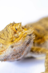 bearded dragon white background