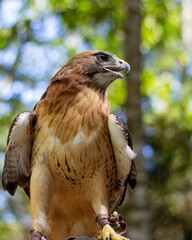 red tailed hawk