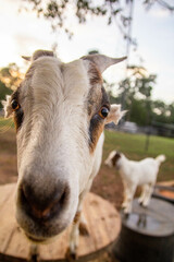 portrait of a goat