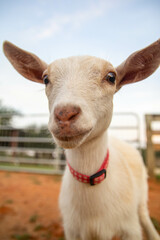 Obraz premium goat on farm
