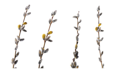 Willow branches with fluffy catkins isolated on white
