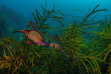 sea dragon in the cold waters of Tasmania Australia against the background of green algae