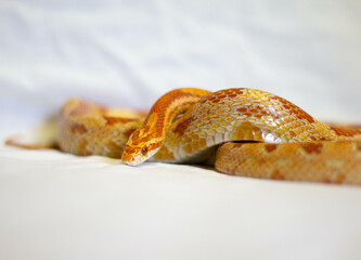 corn snake carn snack