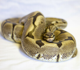 ball python
