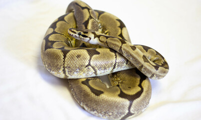 ball python