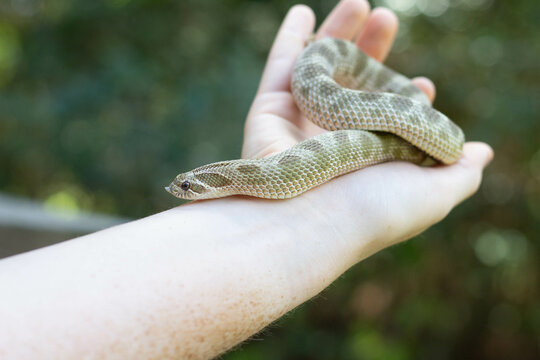 western hognose snake