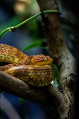 snake in the tree
