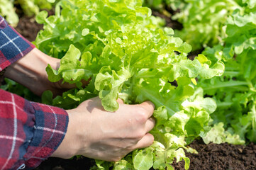 Naklejka na ściany i meble Close-up female hand holding fresh vegetables green Lettuce from a garden organic farm.