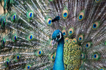 Obraz premium peacock with feathers