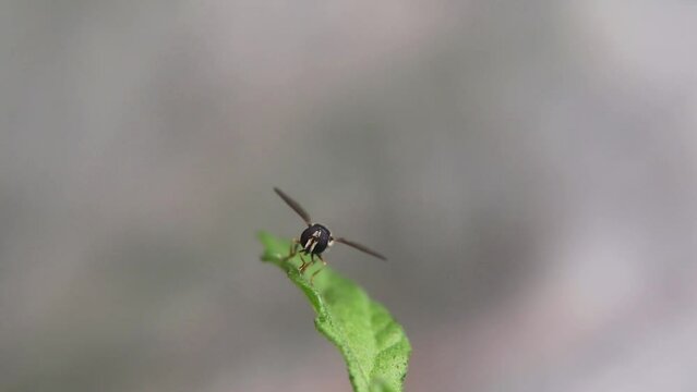 Fruit fly (Drosophila obscura) on organic surface, showing tiny body and natural behavior in humid habitat, commonly associated with decaying plant material.