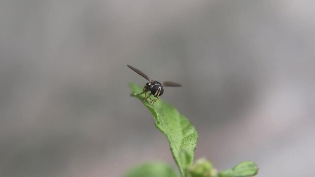 Fruit fly (Drosophila obscura) on organic surface, showing tiny body and natural behavior in humid habitat, commonly associated with decaying plant material.