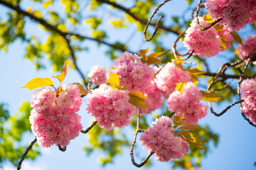 photo of seasonal sakura blossom. spring sakura blossom. spring sakura blossom.