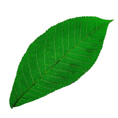 green leaf without stem on a white, green leaf isolated on white background
