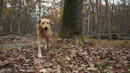 Beautiful Blonde Labrador Retriever happily runs towards camera in a forest on a hiking trail.