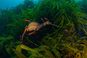 The sea dragon is endemic to the island of Tasmania
