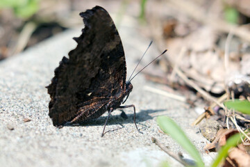 Blue Admiral (Ruritateha) butterfly, enjoying spring sunshine on the stone in the field. Macro close up photograph.