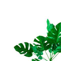 Artificial-monstera-leaves-on-white-background