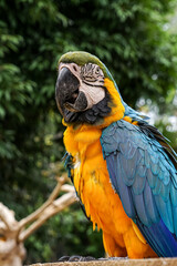 Blue-and-gold macaw (Ara ararauna), also known as blue-and-yellow macaw