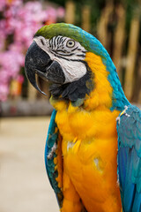 Blue-and-gold macaw (Ara ararauna), also known as blue-and-yellow macaw
