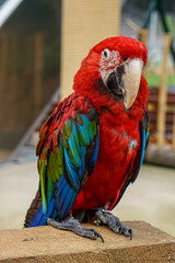 Close up of green-winged red macaw