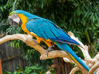 Blue-and-gold macaw (Ara ararauna), also known as blue-and-yellow macaw
