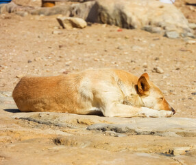 A golden dog lying on the sands of the Egyptian desert.