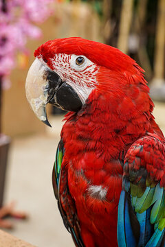 Close up of green-winged red macaw