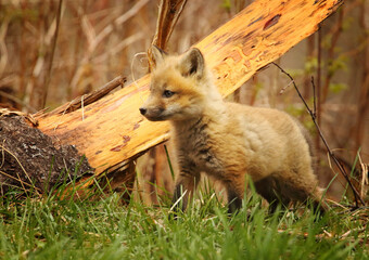 Fox Kit on Alert