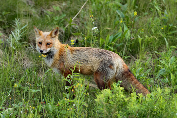 Naklejka na ściany i meble red fox on the hunt