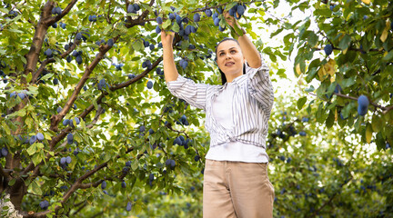 A woman gathers juicy ripe plums in the orchard.