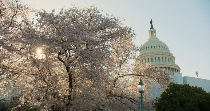 Washington D.C. — U.S. Capitol Dome And Cherry Blossom Tree In Foreground With Morning Sun Shining Through Branches
