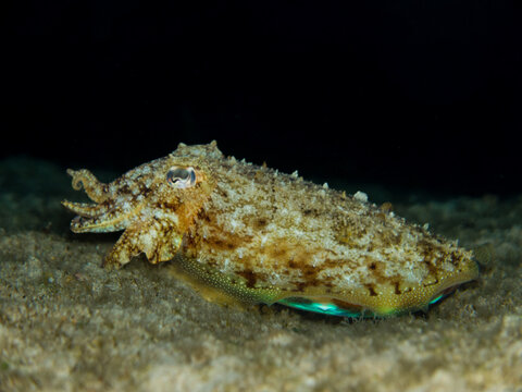 European common cuttlefish from Cyprus, Mediterranean Sea