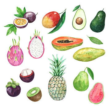 Big collection of watercolor tropical fruits. Hand drawn illustration for prints and design