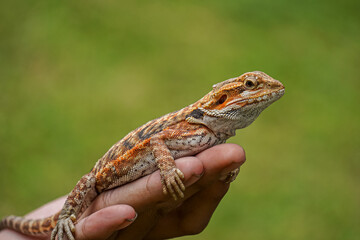 Bearded dragon (Pogona vitticeps) on a hand