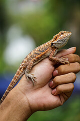 Bearded dragon (Pogona vitticeps) on a hand