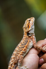 Bearded dragon (Pogona vitticeps) on a hand