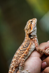 Bearded dragon (Pogona vitticeps) on a hand