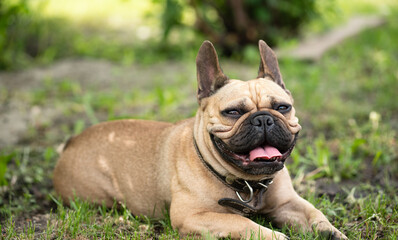 Smiling french bulldog lying on green grass