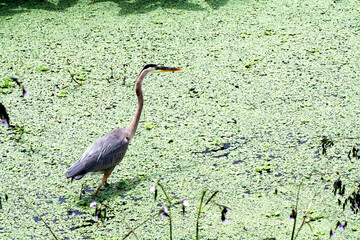 Grand héron dans un milieu humide de Floride.