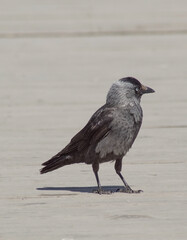 blackbird on the beach