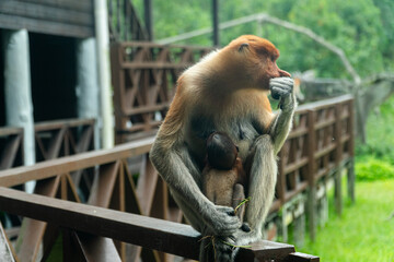 Proboscis monkey mother feeds the baby. Borneo. Labuk bay, Malaysia.