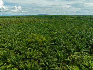 Palm oil plantation.The Palm Oil Estates and farm view from above. Borneo, Malaysia.