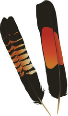 Red Tailed Black Cockatoo feathers (Male and Female) © Danica
