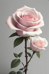 Pink rose flower 3d render 