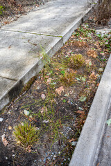 Spring cleanup of environmentally friendly Biofiltration Swale, Bioswale, few remaining plant clippings and pruned plants in median in residential neighborhood
