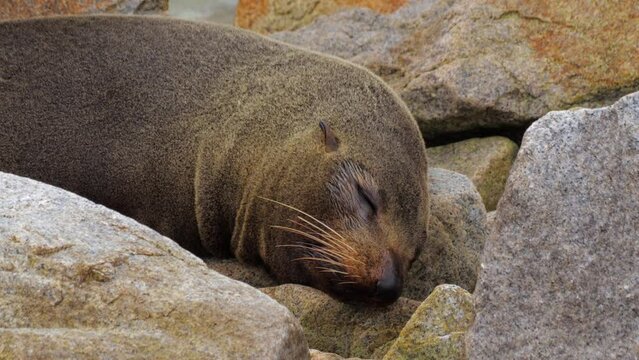 Seal sleeping on rocks coughs opens mouth. Narooma New South Wales Australia. Daytime Close Up.