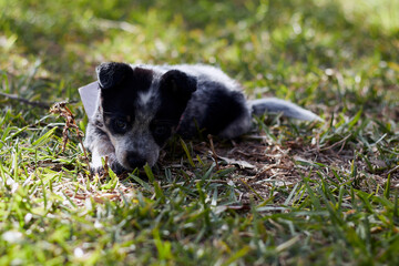 Naklejka na ściany i meble With a tender gaze that melts hearts: an Australian blue heeler puppy posing in the grass