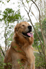 Obraz premium golden retriever dog
