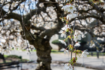 Weeping Cherry blossoms tree