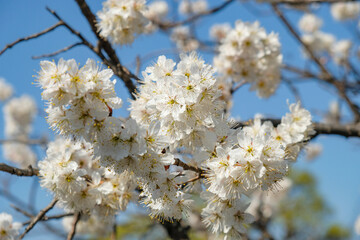 Cherry blossoms in a garden in Tokyo, Japan.